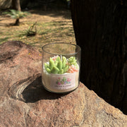 Cactus Blossom