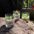 Cactus Blossom