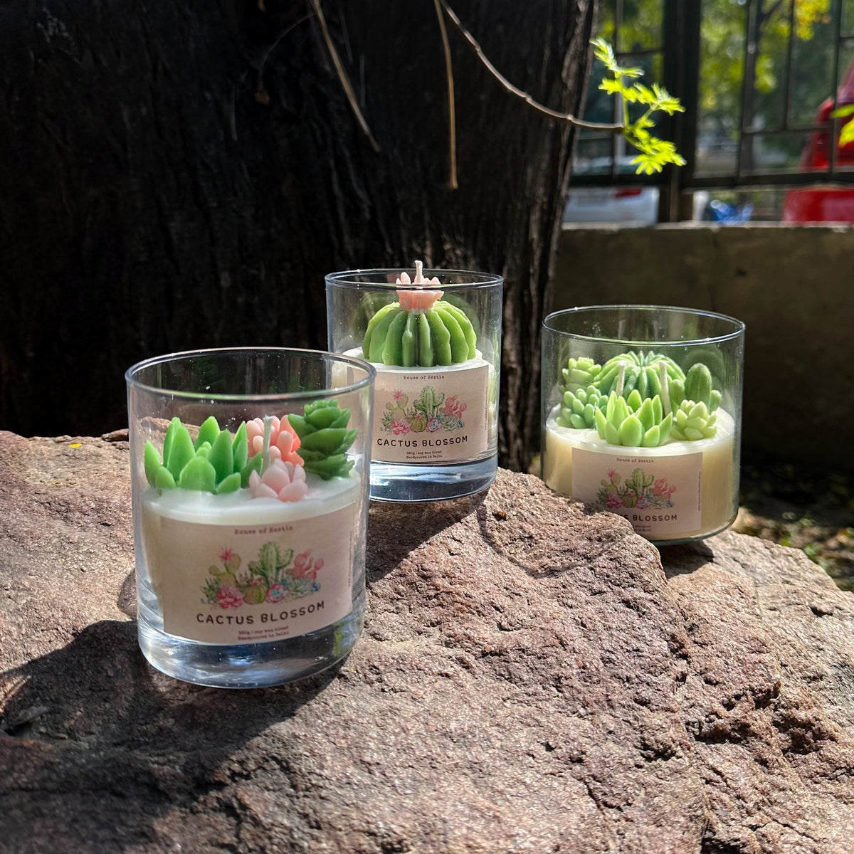 Cactus Blossom